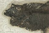 Detailed Fossil Fish (Diplomystus) - Green River Formation #251892-3